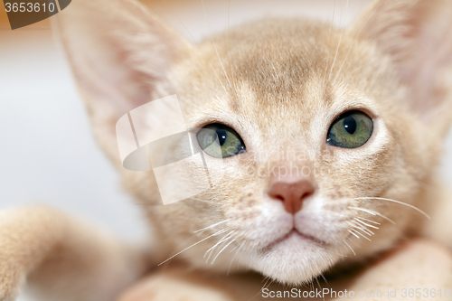 Image of Abyssinian kitten .  fawn