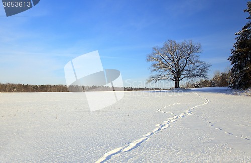 Image of lonely tree .  snow.