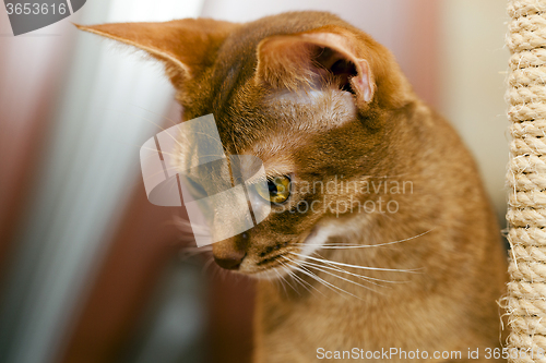 Image of Abyssinian kitten . close-up  