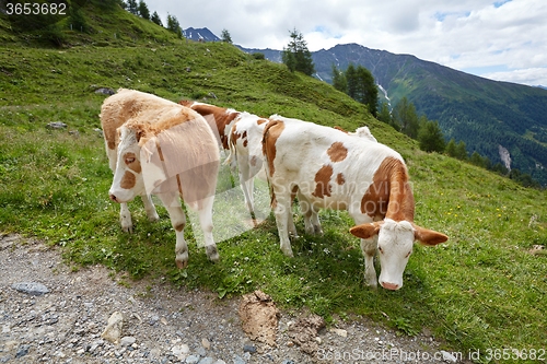 Image of Cows grazing on the hillside