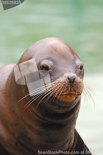 Image of Seal Closeup