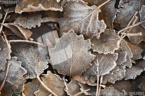 Image of Fallen frosty leaves