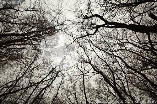 Image of Bare tree branches