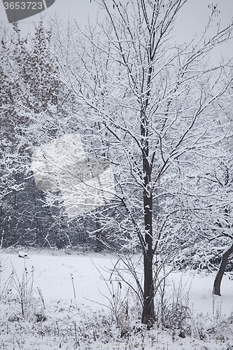 Image of Winter tree with snow