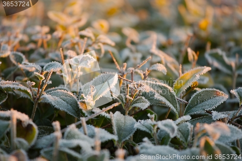 Image of Frozen plants