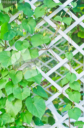 Image of kiwi leaves