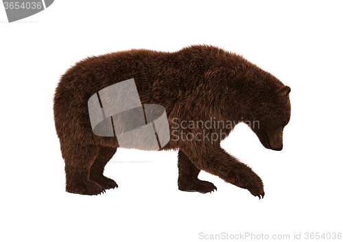Image of Grizzly Bear on White