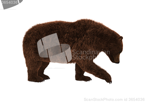 Image of Grizzly Bear on White