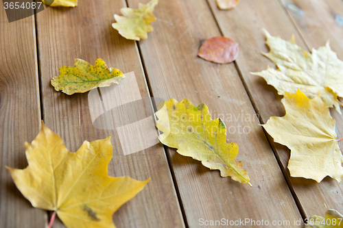 Image of close up of many different fallen autumn leaves