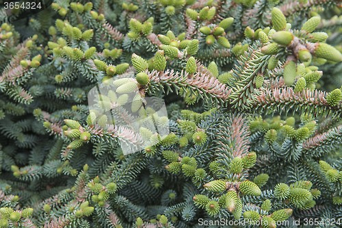 Image of Fir tree