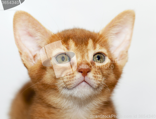 Image of Abyssinian kitten   close-up  