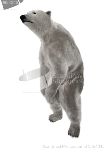 Image of Polar Bear on White