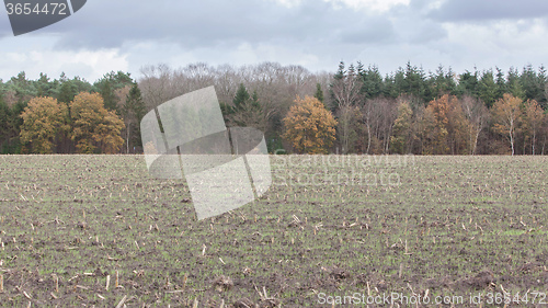 Image of Cultivated field in the Netherlands