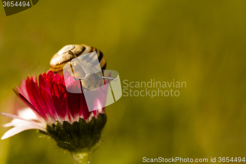 Image of snail on daisy