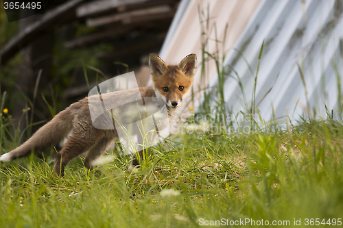 Image of fox cub