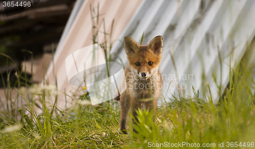 Image of fox cub