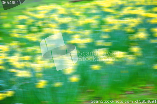 Image of in london yellow flower field nature and spring