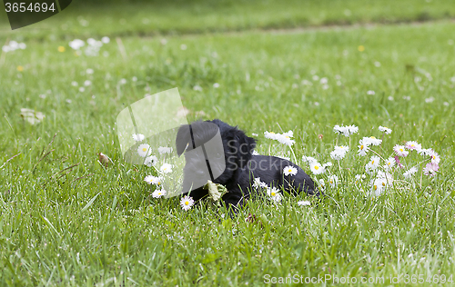 Image of schnauzer puppy among daisies