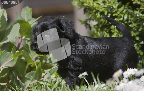 Image of schnauzer puppy