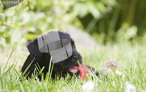 Image of miniature schnauzer puppy