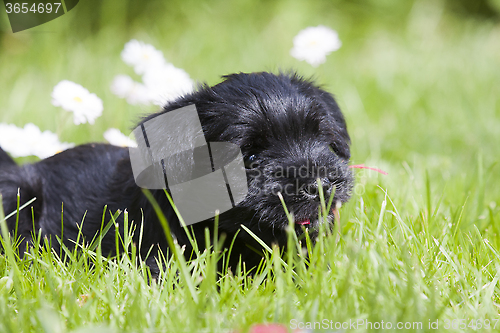 Image of hiding in the grass