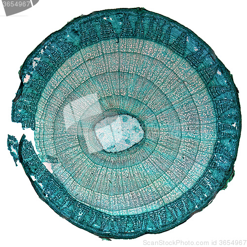 Image of Tilia stem micrograph