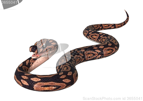 Image of Ball Python on White