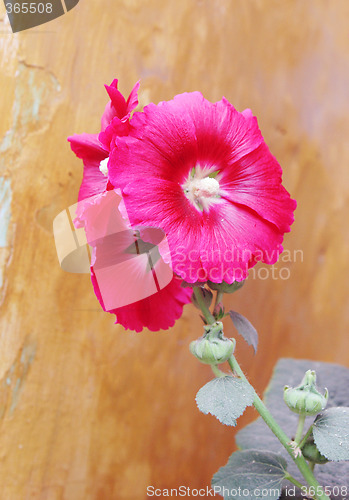 Image of Flower