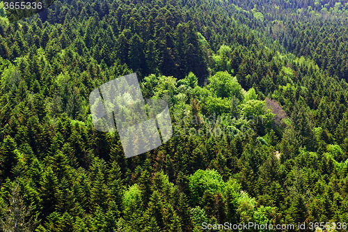 Image of Spring forest. Tuscany, Italy