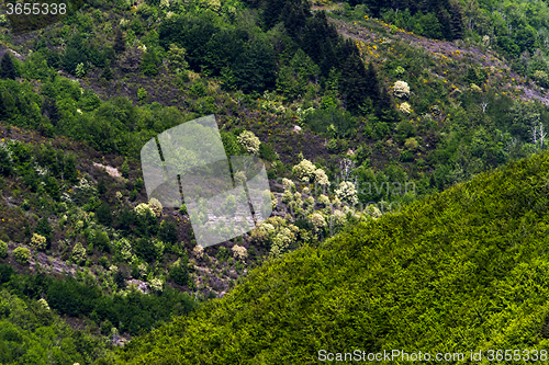 Image of Spring forest. Tuscany, Italy