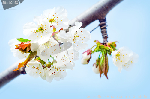 Image of spring flowers