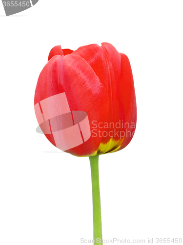 Image of Red tulip flower