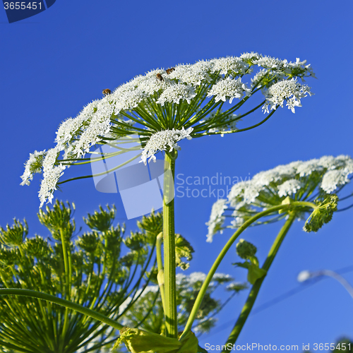 Image of Giant Hogweed (heracleum sphondylium)