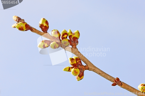 Image of Twig of sweet cherry buds