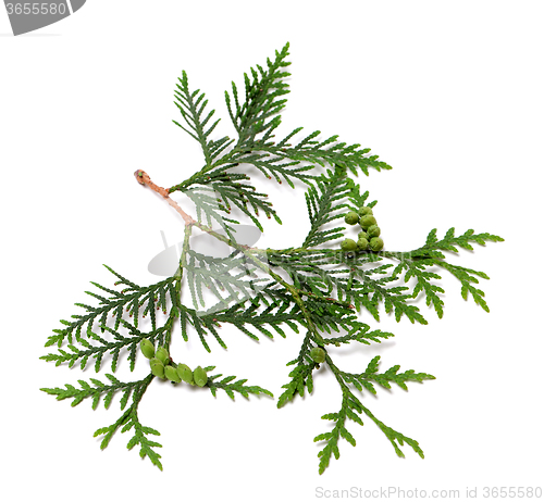 Image of Ttwig of thuja with green cones