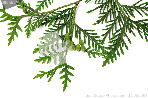 Image of Thuja twig with green cones on white background