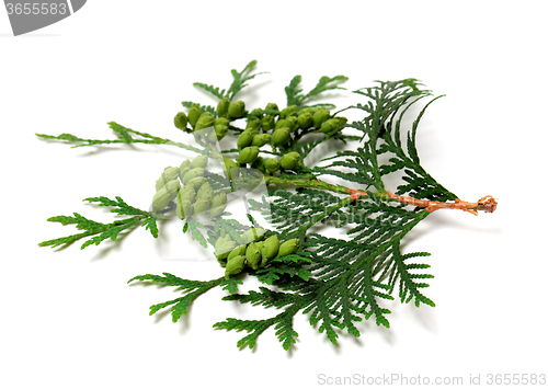 Image of Green twig of thuja with cones