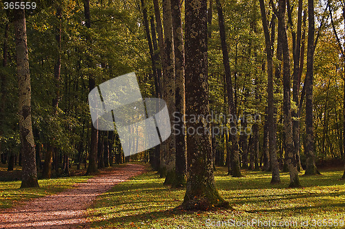 Image of Path in the wood