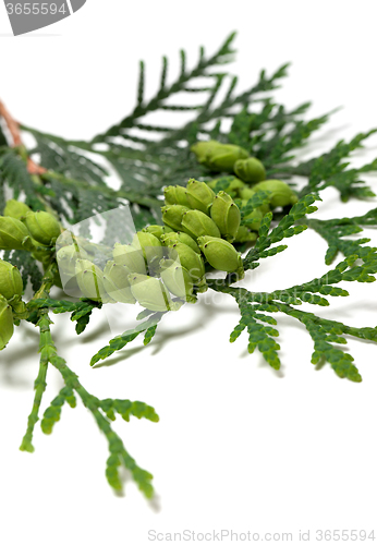 Image of Green cones on twig of thuja