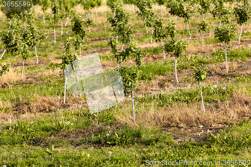 Image of young trees in the garden  