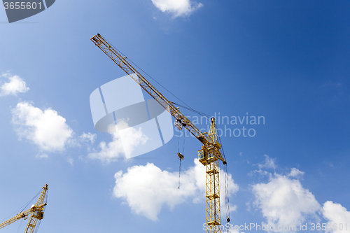 Image of Cranes   close up 