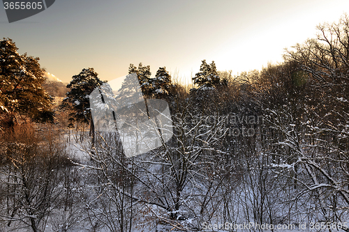 Image of trees in winter  