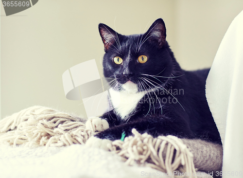 Image of black and white cat lying on plaid at home