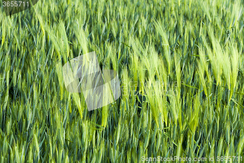 Image of immature cereals . wheat