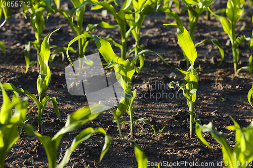 Image of corn field  . closeup