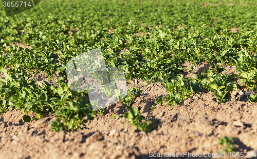 Image of  cultivated potato field. 