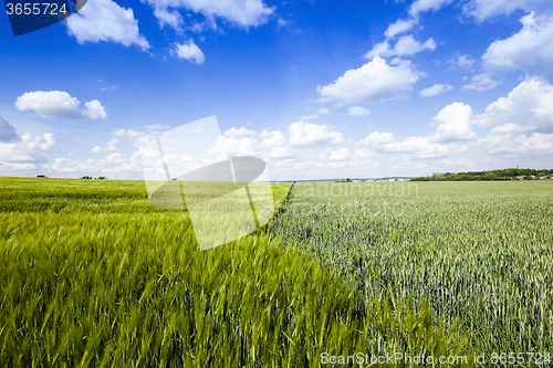 Image of   unripe  agricultural field  