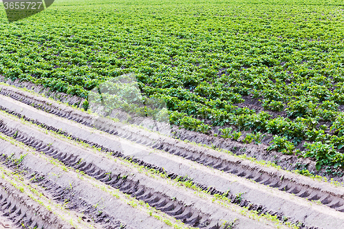 Image of potato field . Belarus