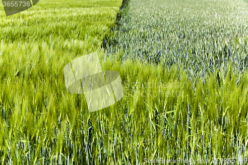 Image of Green barley close-up  