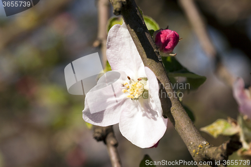 Image of cherry blossoms  . spring  